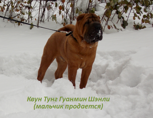 Щенки Шар пея от Чемпионов